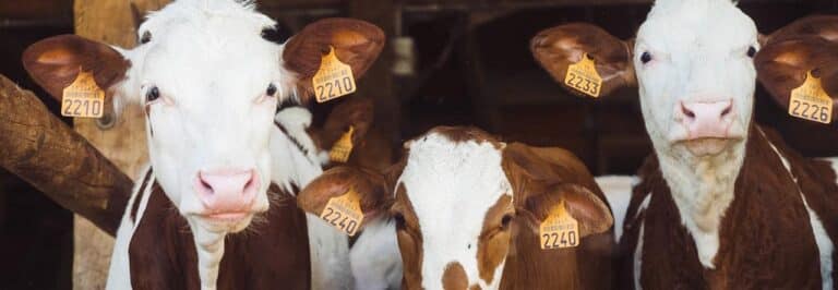 Visiteurs au salon d'agriculture 2017 en France