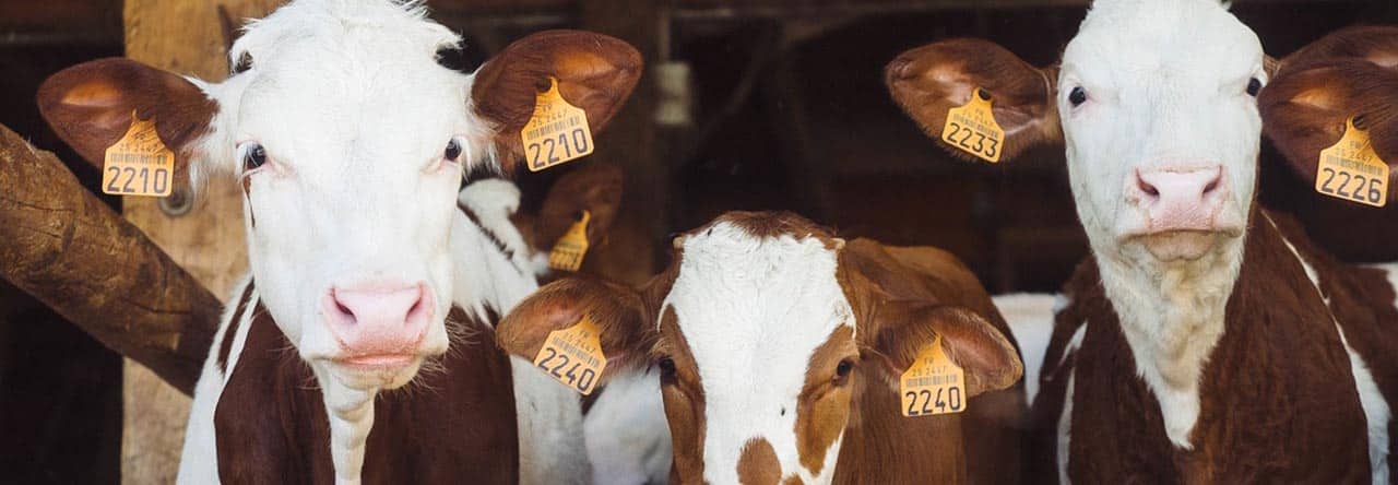 Visiteurs au salon d'agriculture 2017 en France