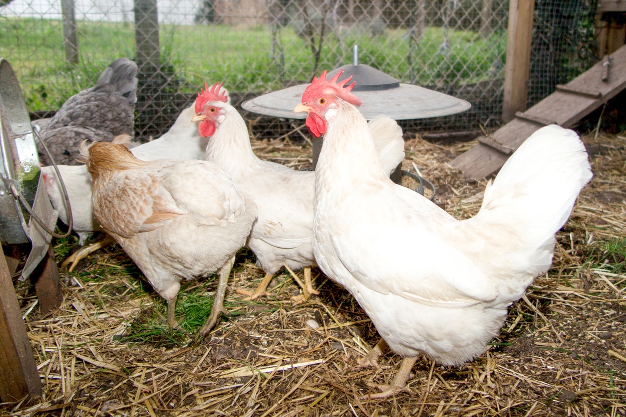 Étudiants en aviculture dans une école agricole française
