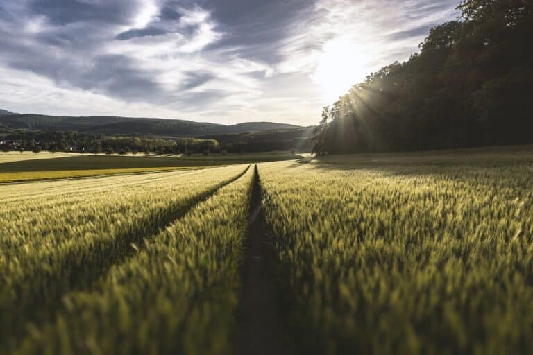 Champ verdoyant sous un ciel bleu à l'école d'agriculture