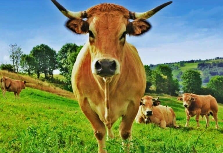 Des vaches dans une ferme d'agriculture française