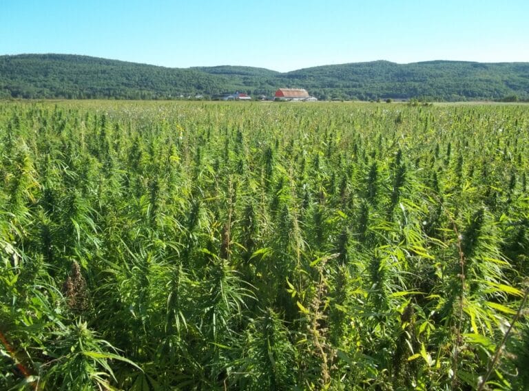 Champ de chanvre en agriculture en France