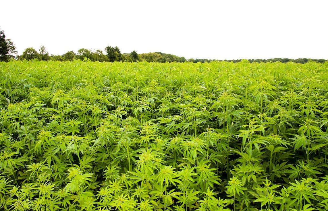 Culture de chanvre dans une école d'agriculture française