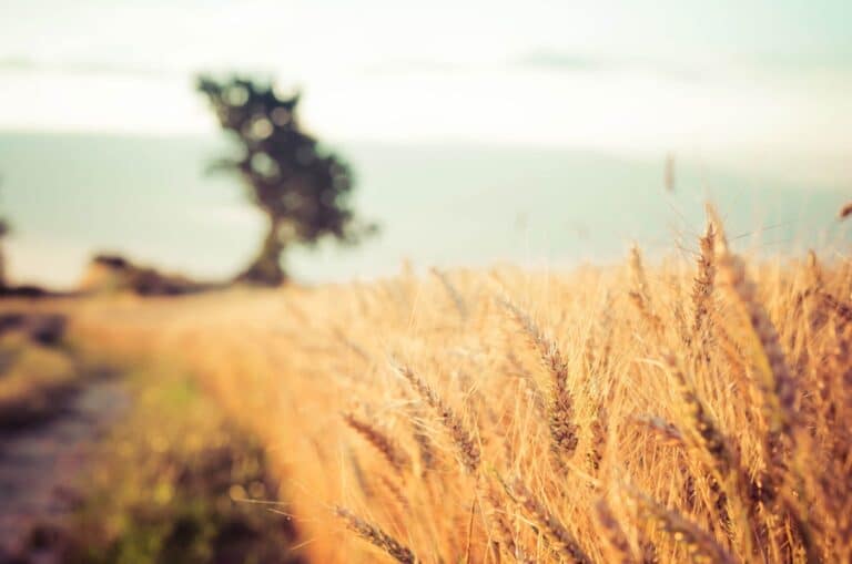 Champ de blé pour culture céréalière responsable