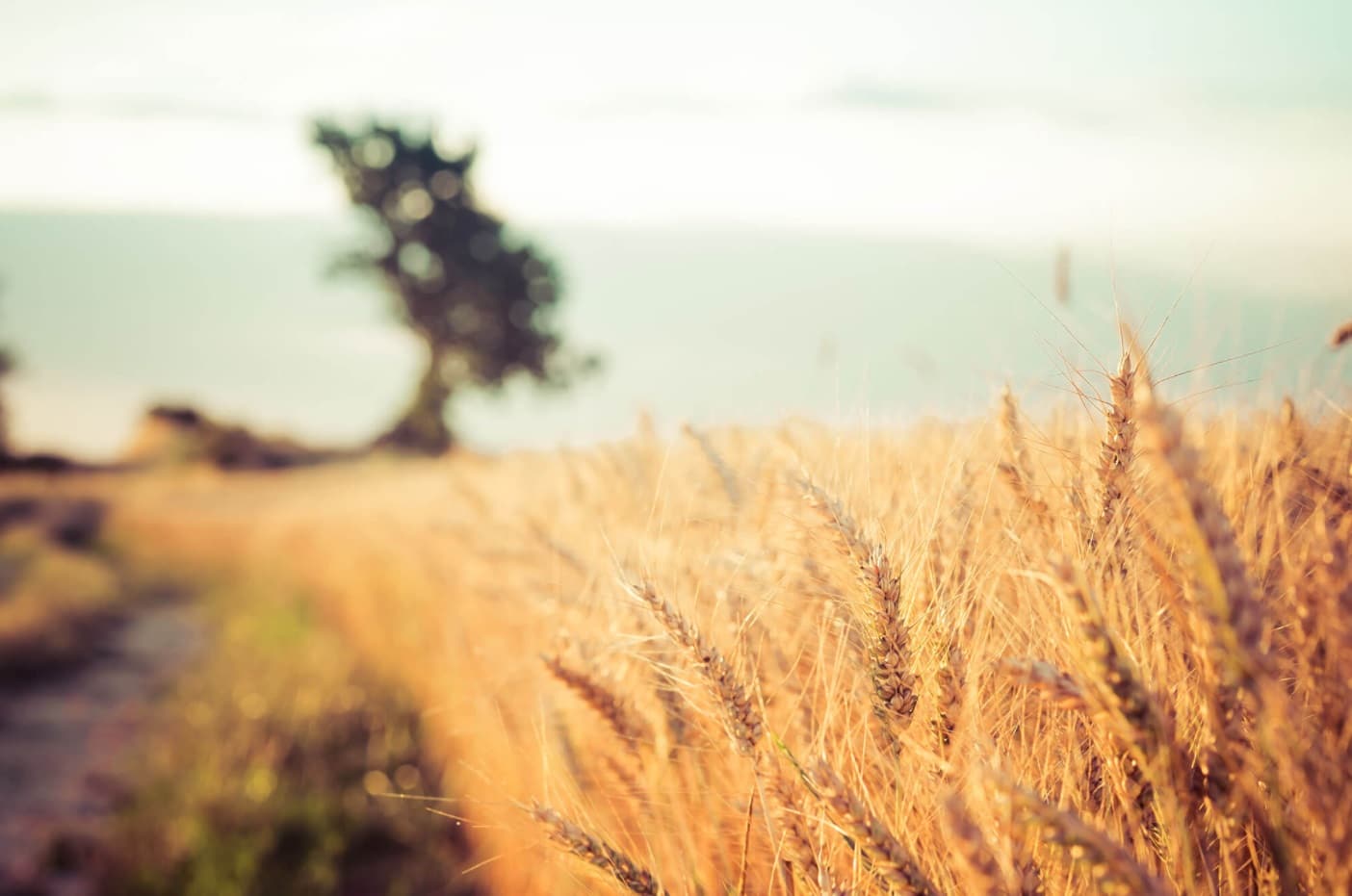 Champ de blé pour culture céréalière responsable