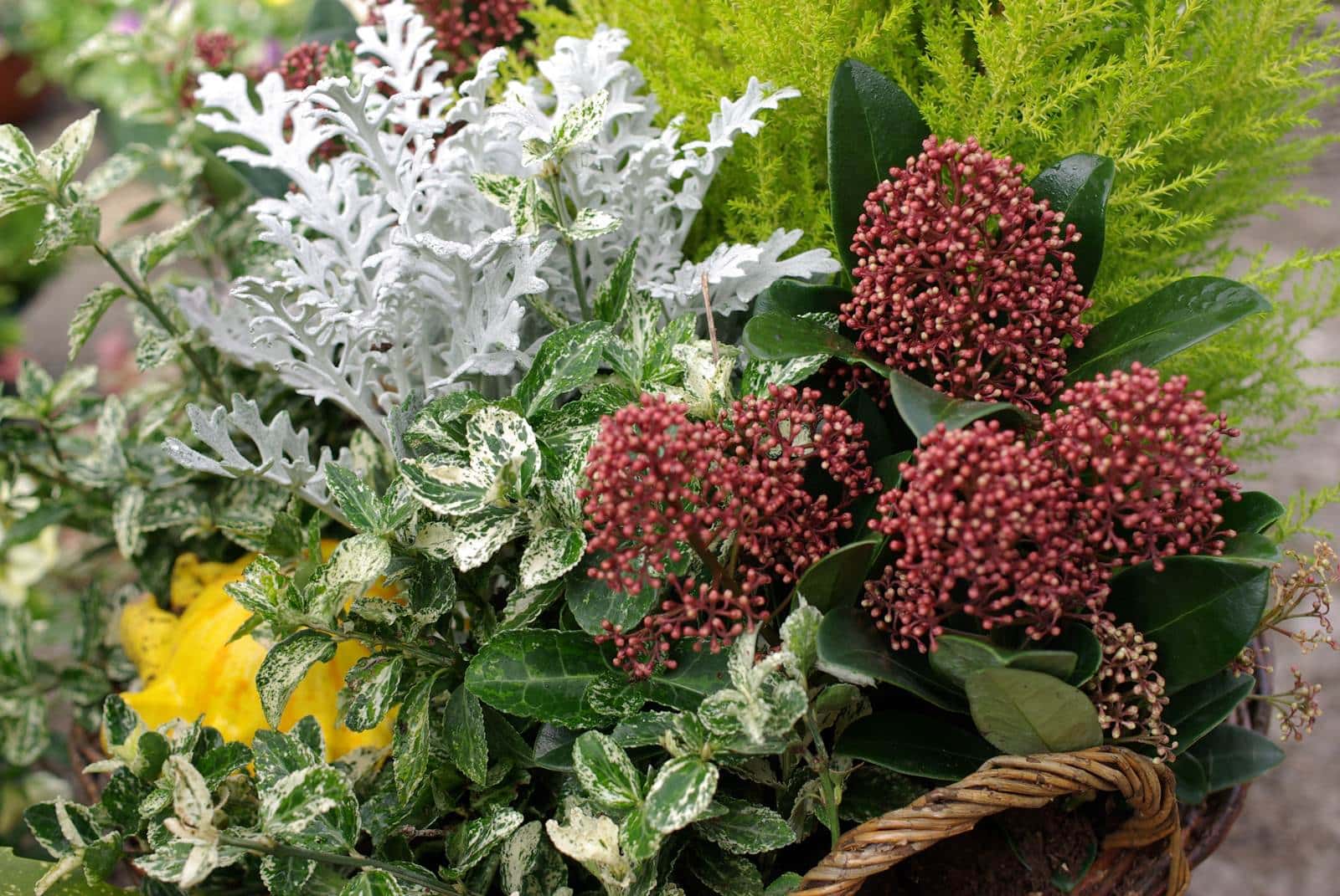 plantes automne jardin