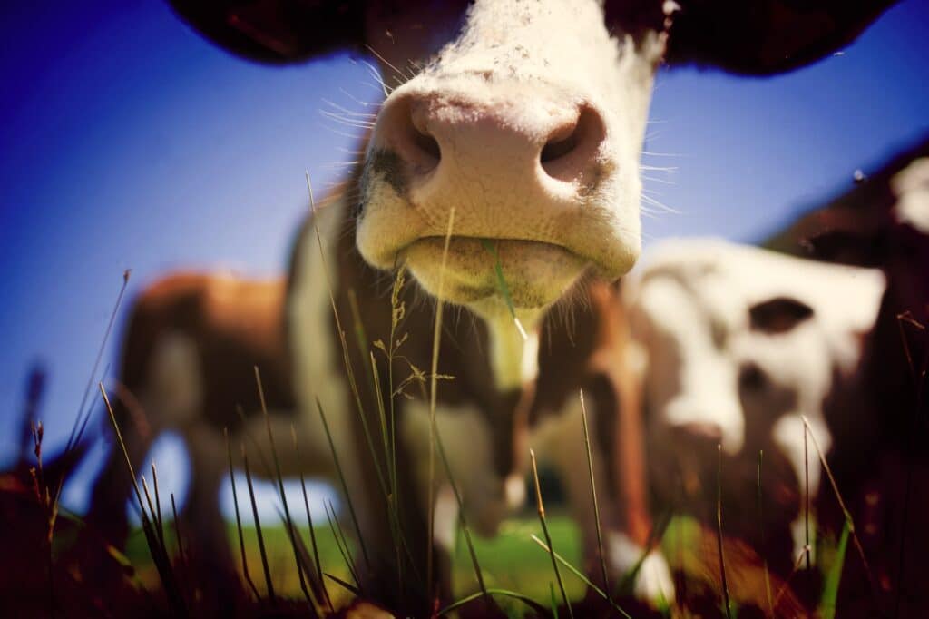 Troupeau de vaches produisant du lait pour le gruyère en france au printemps