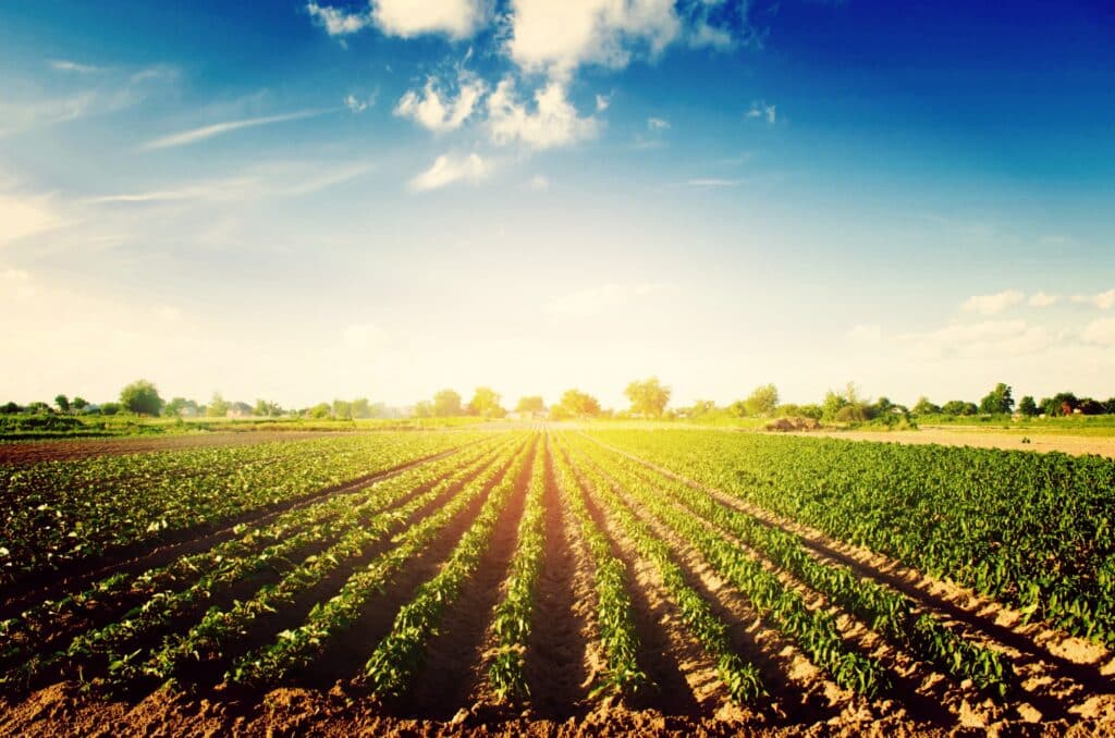 Des rangées de légumes de poivrons poussent dans les champs. agriculture, agriculture.