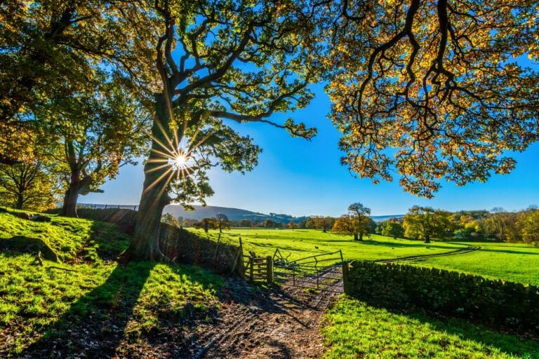 Vaste champ agricole verdoyant sous ciel bleu