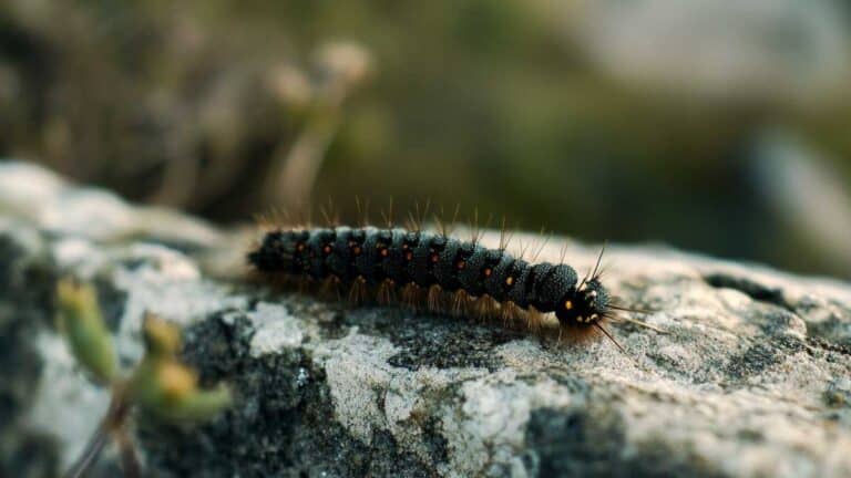 chenille processionnaire