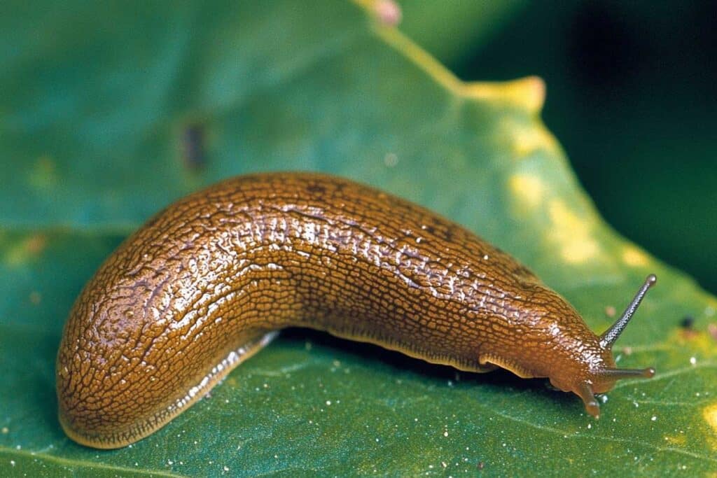 une limace sur une feuille