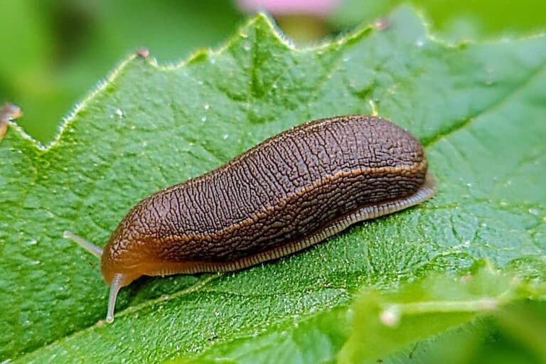 limace au jardin, solutions