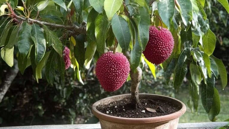 culture de litchi en pot