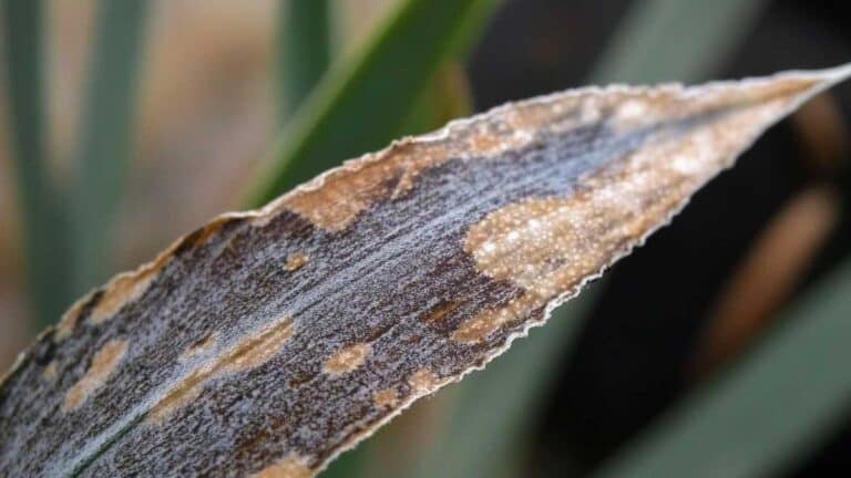 bout des feuilles brunes sur les plantes d'intérieur