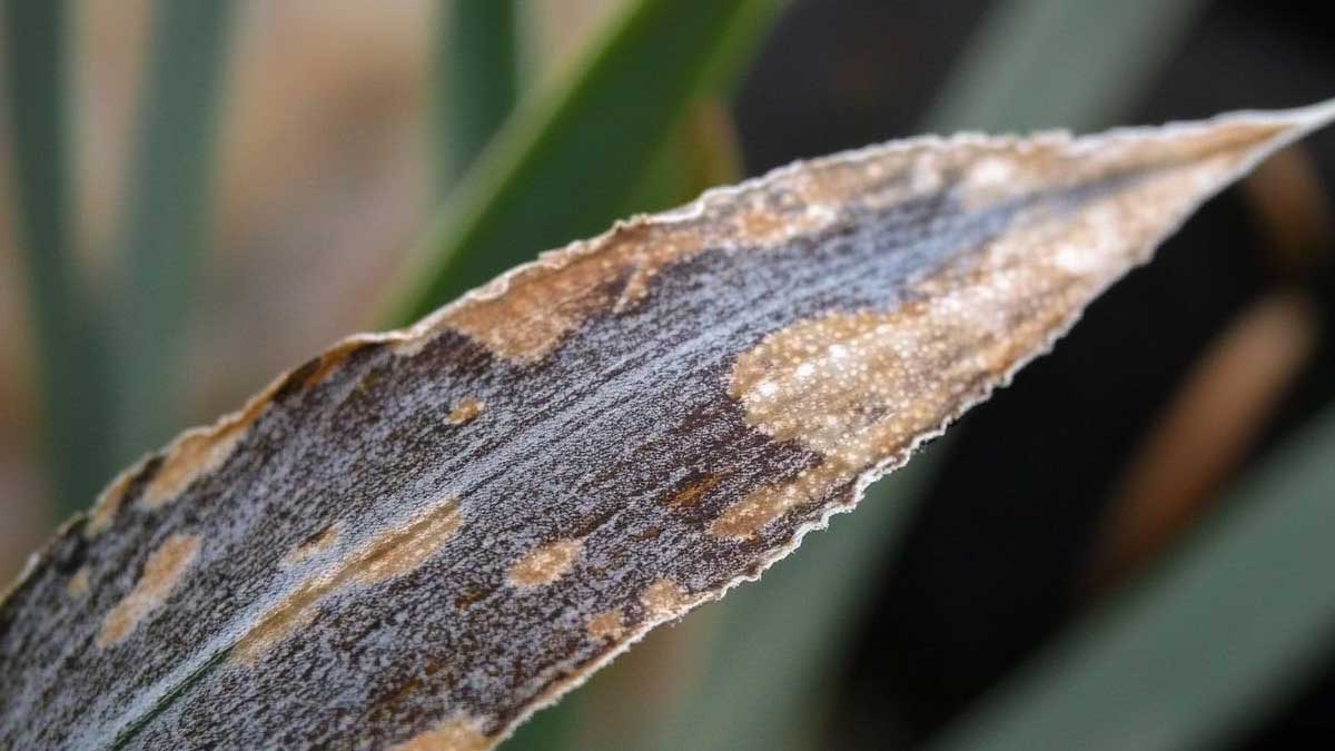 bout des feuilles brunes sur les plantes d'intérieur