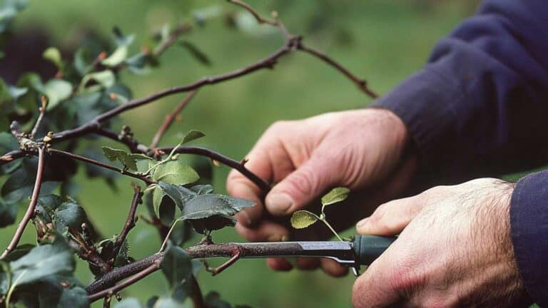taille arbre fruitier janvier