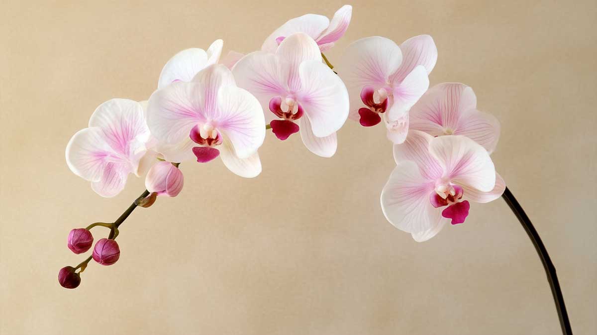 astuce orchidee