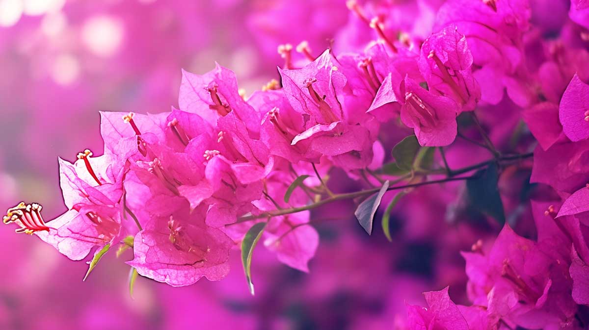 bougainvillier