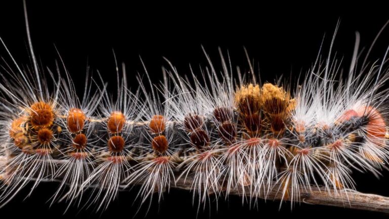 chenille processionnaire et chien