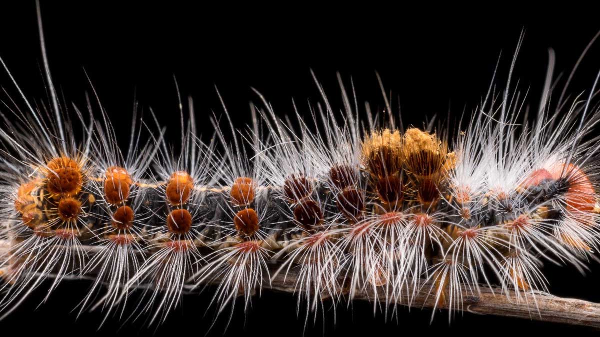 chenille processionnaire et chien