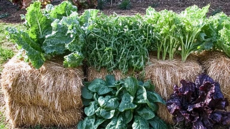 cultiver botte de paille