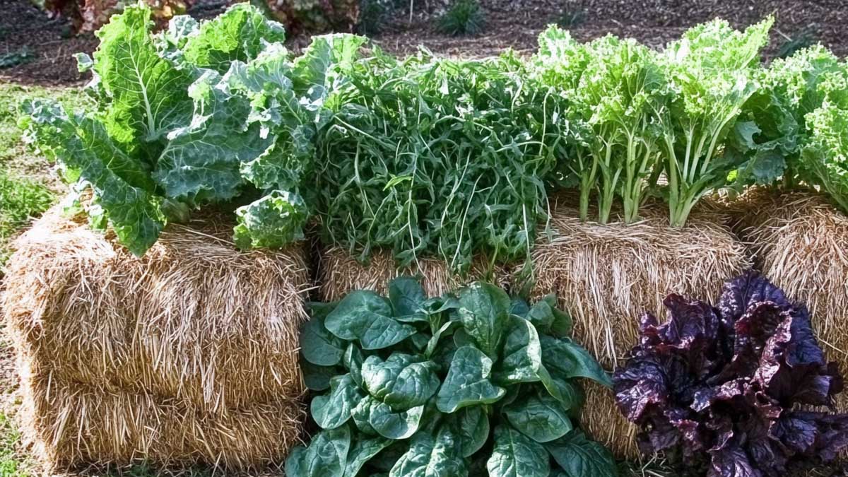 cultiver botte de paille