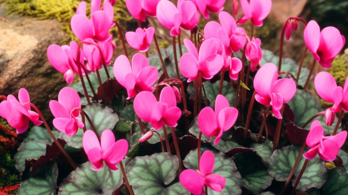 cyclamen