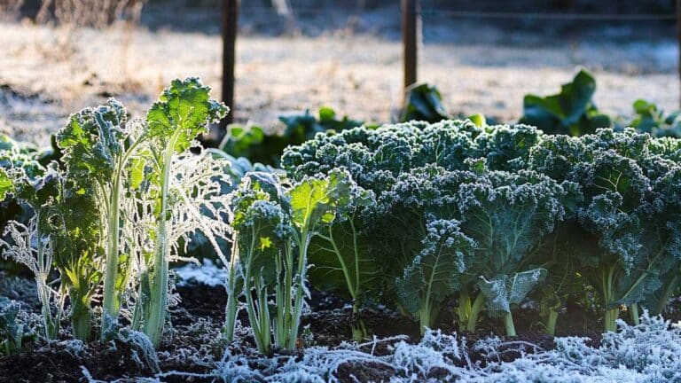 astuce hiver potager
