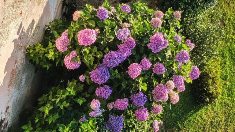 hortensia en fleur