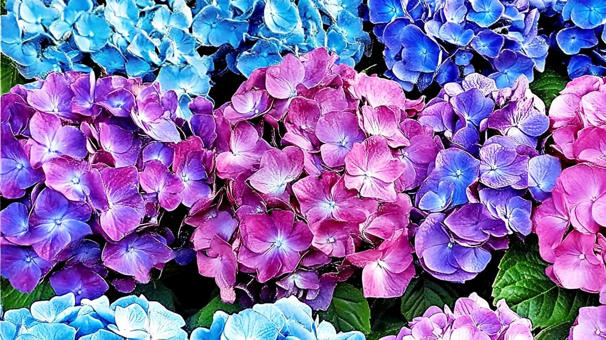 hortensia