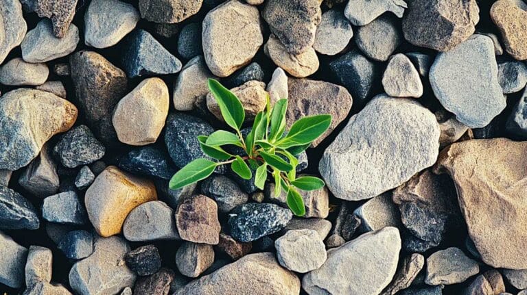 mauvaises herbes gravier