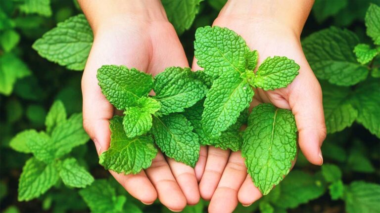 multiplier la menthe