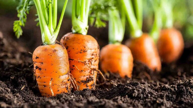 quand planter des carottes
