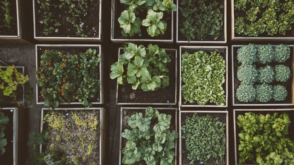 potager en carre exemple