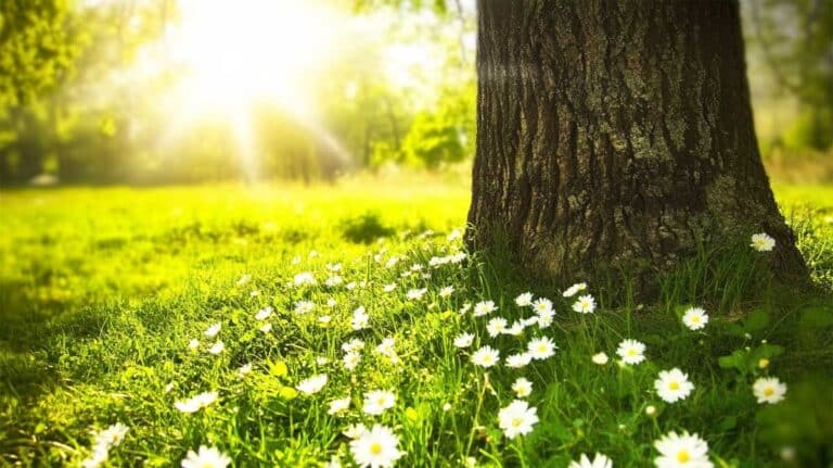 Les vrais signes que le printemps arrive