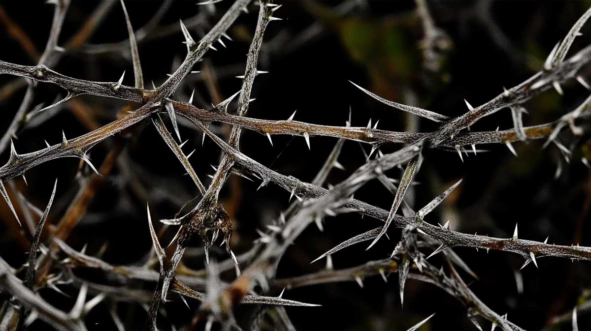 éradiquer ronces envahissantes