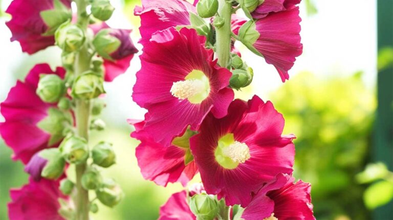 rose tremiere comestible