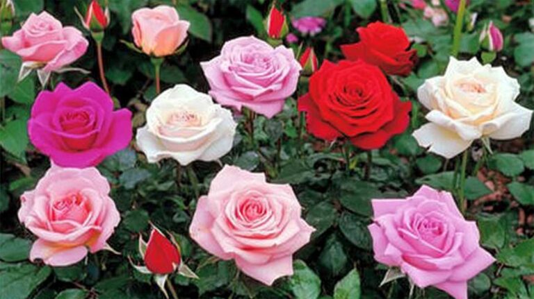 roses spectaculaires