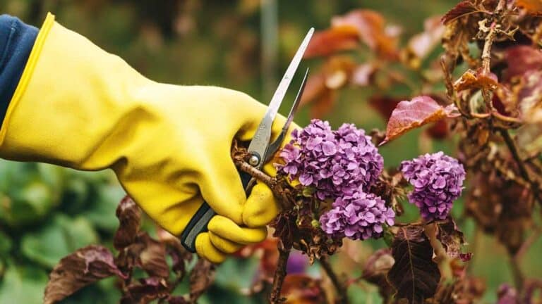 taille des arbustes en février