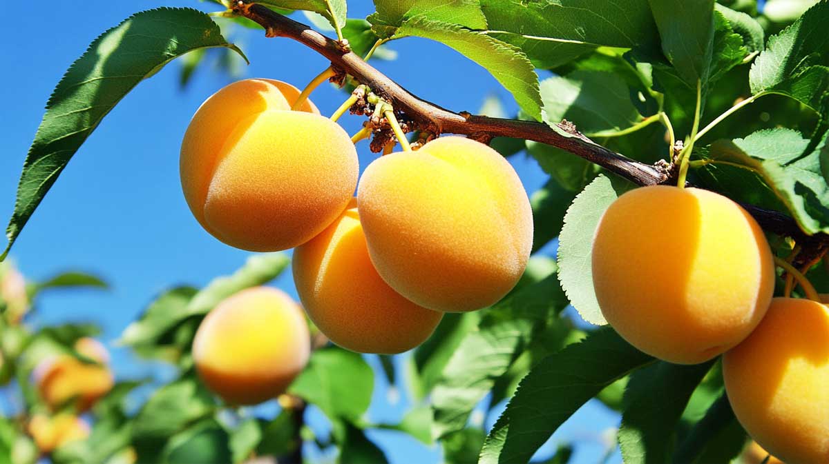 abricotier