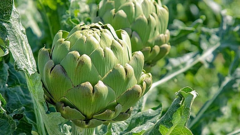 artichaud