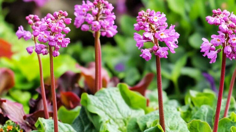 bergenia