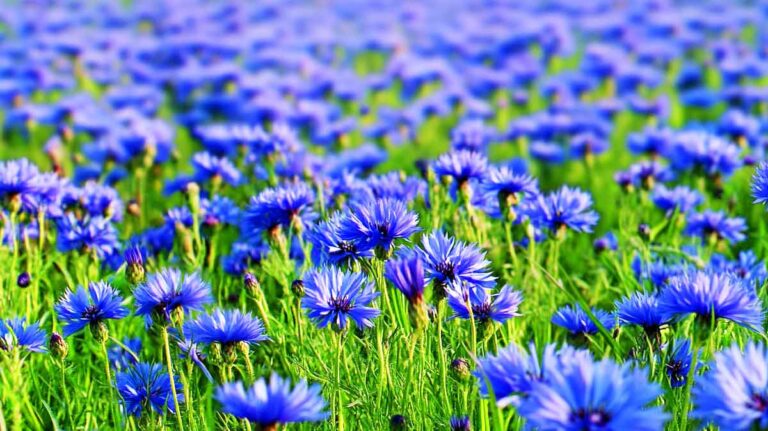 bleuets