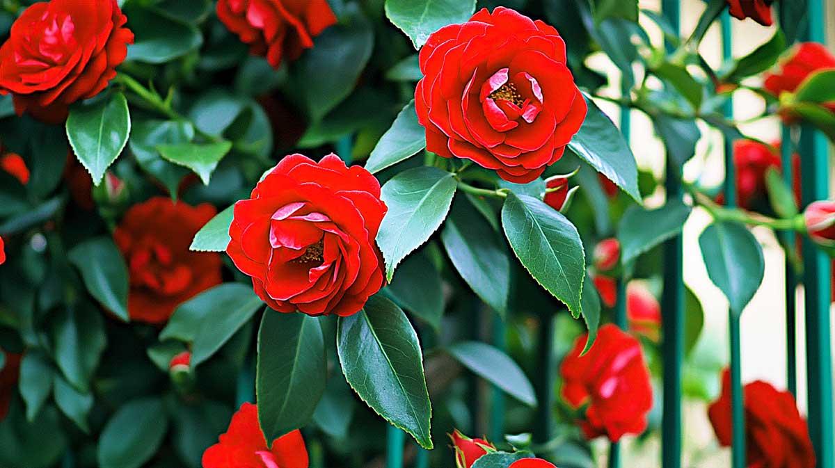 camelia rouge