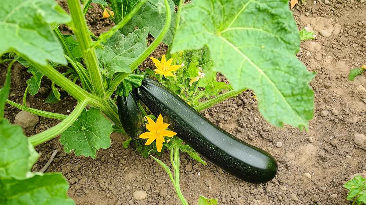 courgette