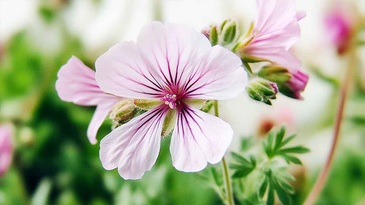 geranium anti moustiques