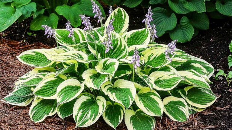 hosta