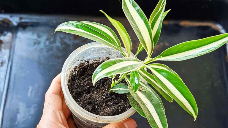 laurier rose bouture