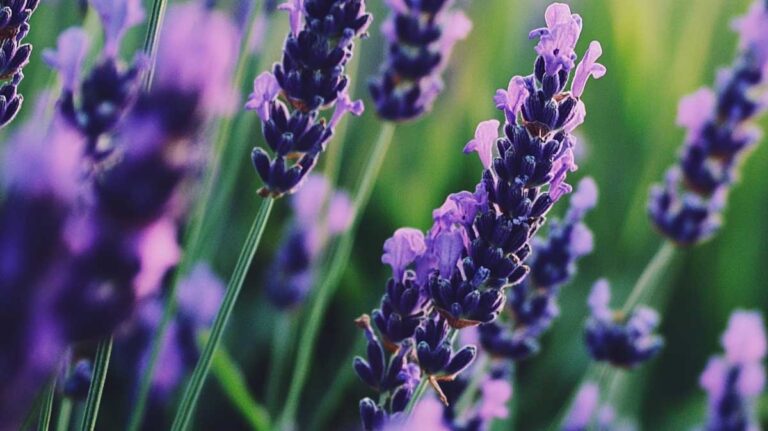 lavande