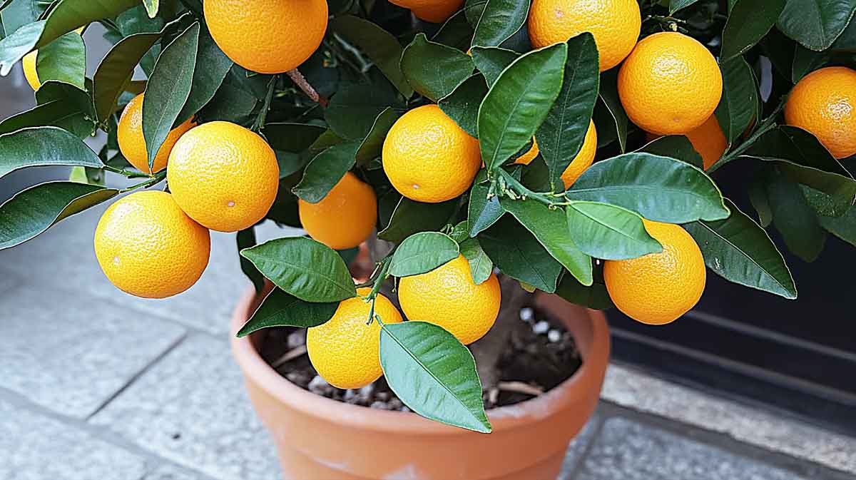 oranger en pot
